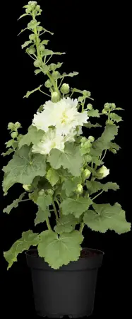 Alcea rosea 'Pleniflora Red' - P9 - image 3