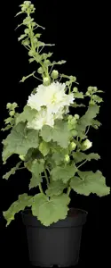 Alcea rosea 'Pleniflora White' - P11 - image 3