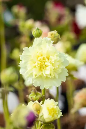 Alcea 'Spring Celebrities' Apricot - 2 Ltr pot