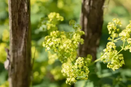 Alchemilla epipsila - P9