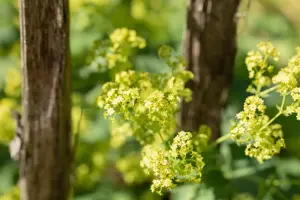 Alchemilla epipsila