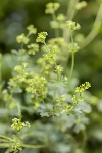 Alchemilla erythropoda - 2 Ltr pot - image 2