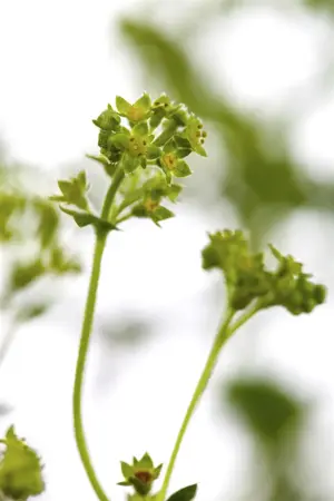 Alchemilla erythropoda - 2 Ltr pot - image 3