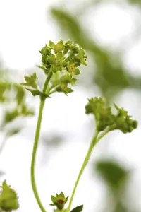 Alchemilla erythropoda - 2 Ltr pot - image 3