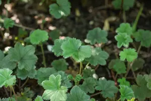 Alchemilla erythropoda - 2 Ltr pot - image 4