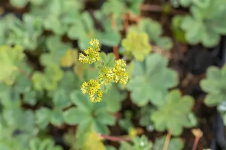 Alchemilla erythropoda - 2 Ltr pot - image 5