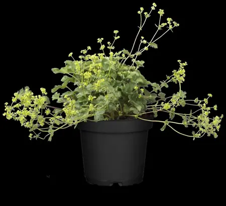 Alchemilla erythropoda - 2 Ltr pot - image 1