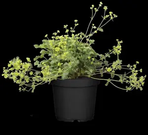 Alchemilla erythropoda