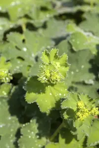 Alchemilla mollis - P13 - image 5