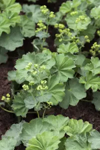 Alchemilla mollis - P13 - image 1