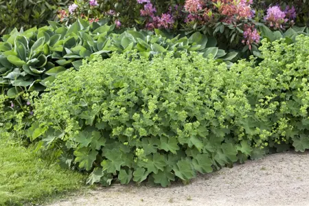 Alchemilla mollis - 1.5 Ltr pot - image 2