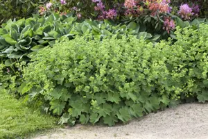 Alchemilla mollis - 1.5 Ltr pot - image 2