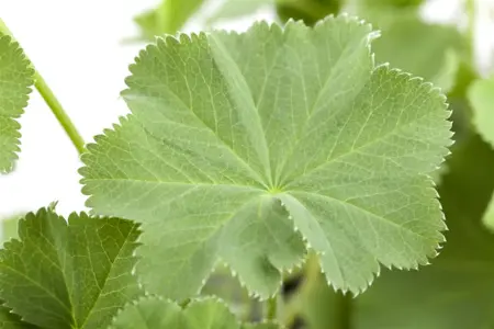 Alchemilla mollis - P13 - image 3