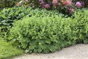 Alchemilla mollis - LINERS 24 CEL TRAY P9 SIZE - image 2