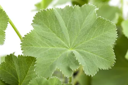 Alchemilla mollis - C1 - image 3