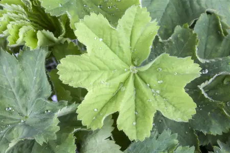 Alchemilla mollis - C1 - image 5