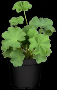 Alchemilla mollis - P13 - image 4