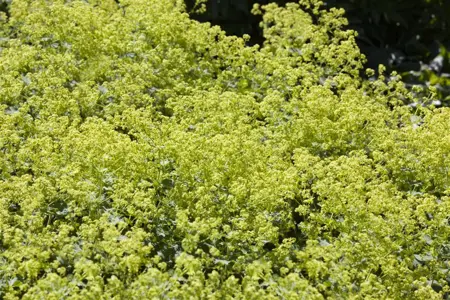 Alchemilla xanthochlora - P9 - image 3