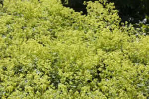 Alchemilla xanthochlora - P9 - image 3