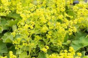 Alchemilla xanthochlora - P9 - image 4
