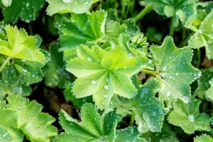 Alchemilla xanthochlora - P9 - image 5