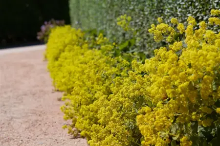 Alchemilla xanthochlora - P9 - image 1