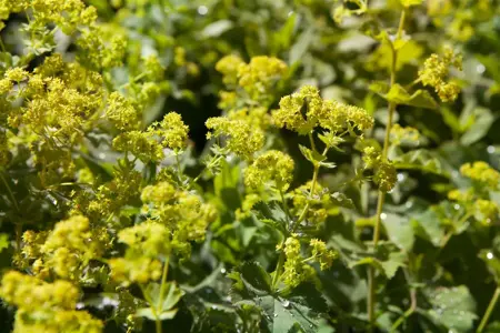 Alchemilla xanthochlora - P9 - image 2