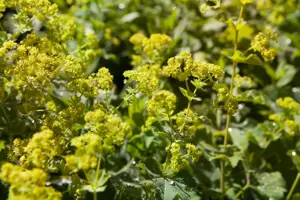 Alchemilla xanthochlora - P9 - image 2