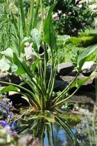 Alisma plantago-aquatica