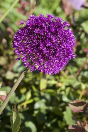 Allium aflatunense - flower bulb 12/14 - image 4
