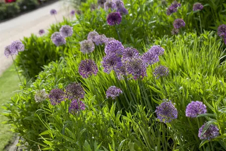 Allium aflatunense - flower bulb 12/14 - image 2