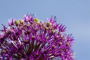 Allium aflatunense - flower bulb 12/14 - image 3
