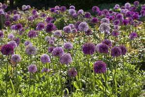 Allium aflatunense - flower bulb 12/14 - image 5