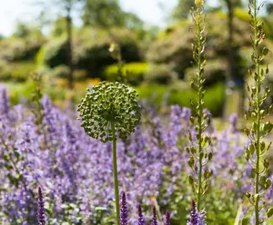 Allium aflatunense