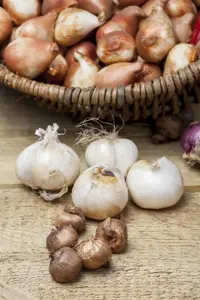Allium 'Cha Cha Chive' - 1.5 Ltr pot - image 2