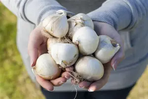 Allium 'Cha Cha Chive' - 1.5 Ltr pot - image 4