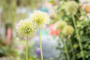 Allium 'Cha Cha Chive' - 1.5 Ltr pot - image 5