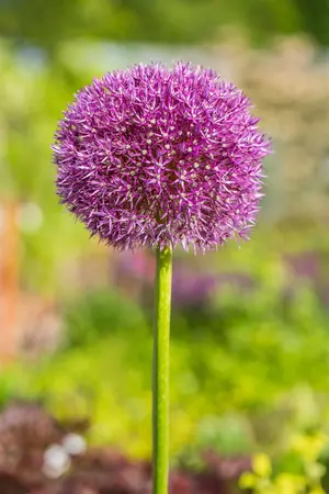 Allium 'Dutchman' - flower bulb 24/26 - image 2