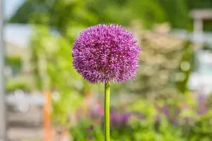 Allium 'Dutchman'