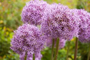 Allium 'Eros'