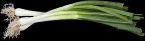Allium fistulosum