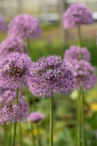 Allium 'Gladiator' - 2 Ltr pot - image 3