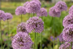 Allium 'Gladiator'
