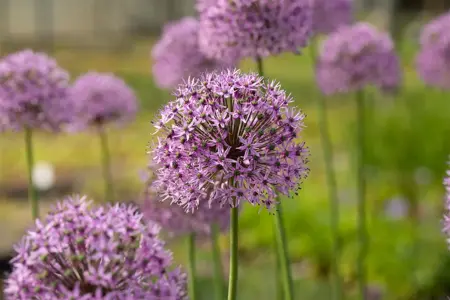 Allium 'Gladiator' - 2 Ltr pot - image 2