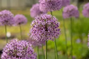 Allium 'Gladiator' - 2 Ltr pot - image 2