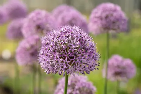 Allium 'Gladiator' - 2 Ltr pot - image 4