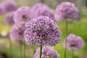 Allium 'Gladiator' - 2 Ltr pot - image 4