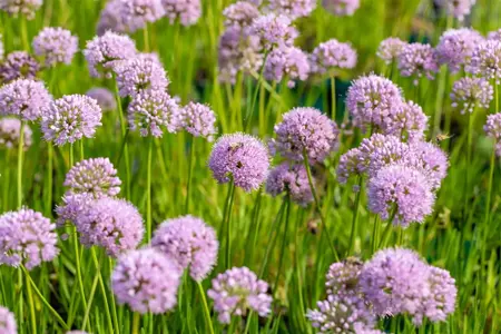 Allium 'In Orbit' - P11 - image 1