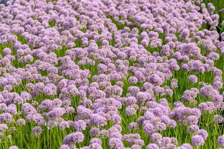 Allium 'In Orbit' - P11 - image 2