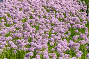 Allium 'In Orbit' - P11 - image 2